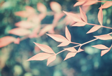 非洲球队新晋篮球巨人引人注目